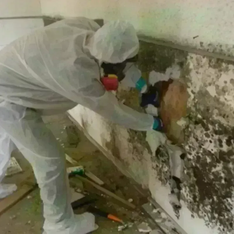 Mold Remediation and Removal in Keytesville, MO